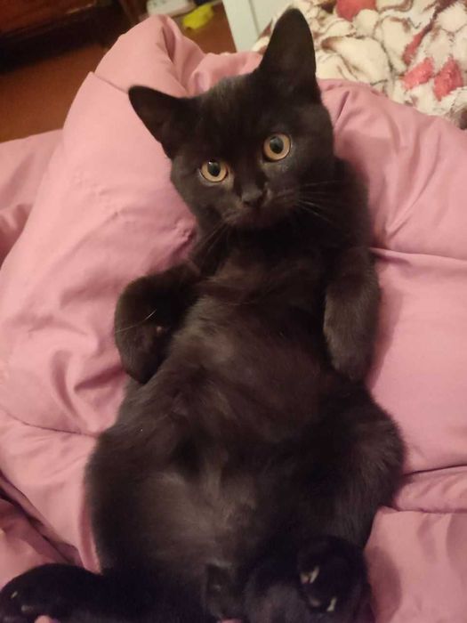 Кошеня, хлопчик.