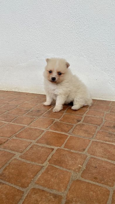 Spitz alemão ( Lulu)