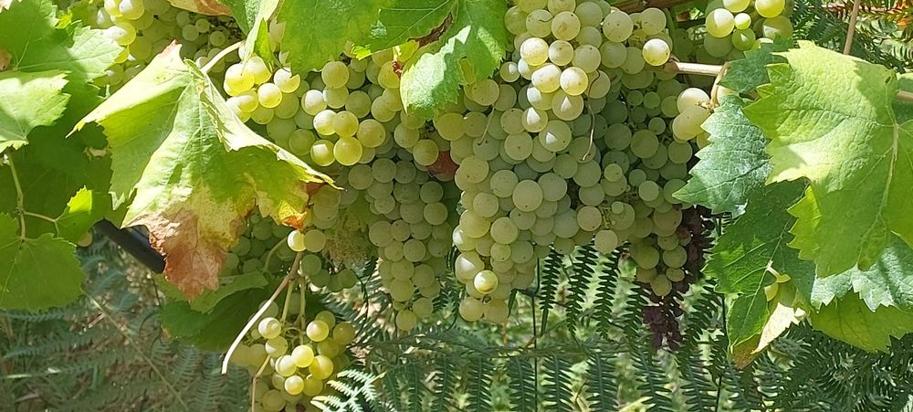 Uvas para vinho verde -Amarante