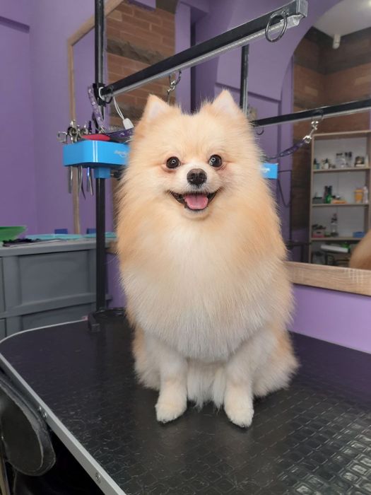 Пропонуємо вʼязку (случка шпица) кремовий померанський шпіц