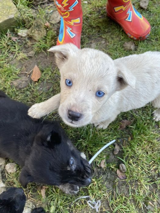Віддам в добрі руки