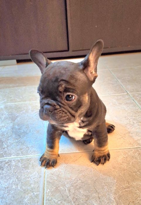 Bulldog francês macho