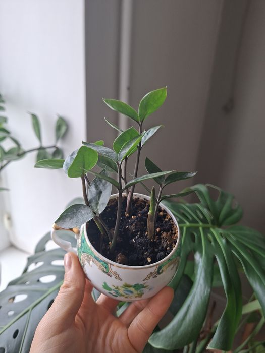 Замиокулькас детки