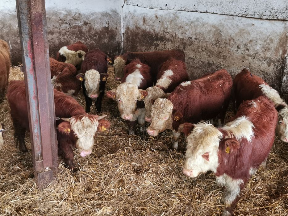 Odsadki mięsne hereford