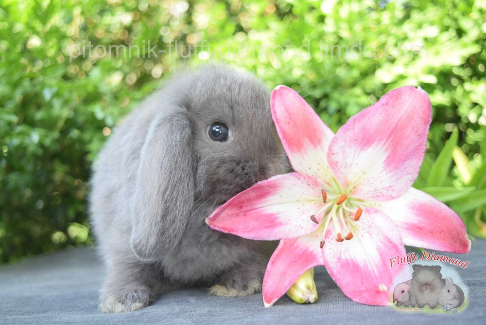 Кролики висловухі та з маленькими вушками з розплідника