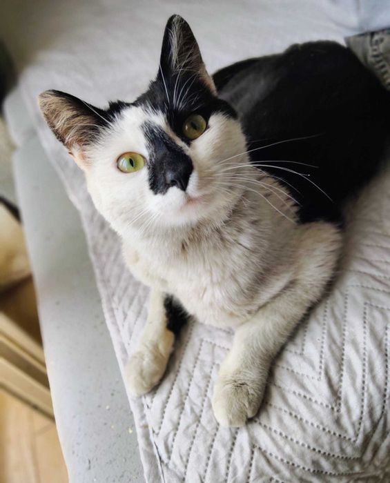 Biało-czarny kocurek Szczęściarz do adopcji