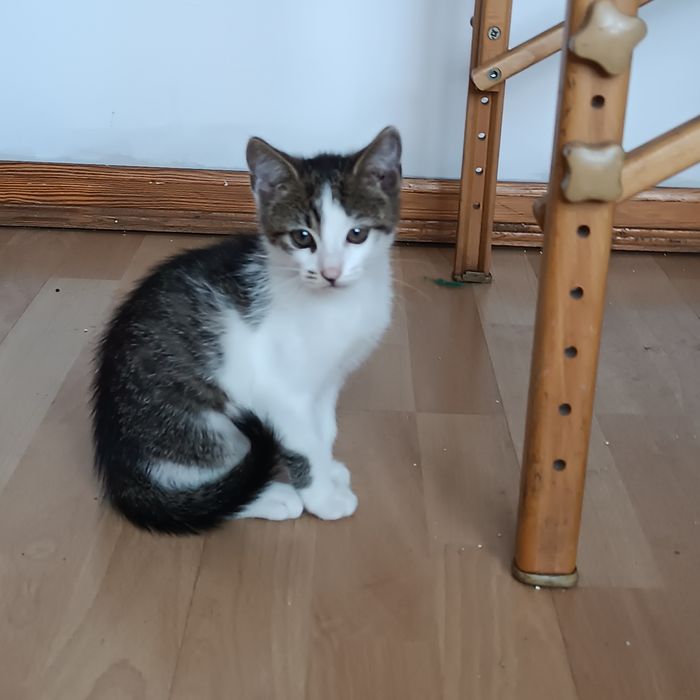 Bójka Bajek i Brawurka kocie rodzeństwo do adopcji