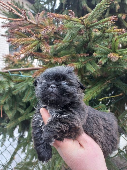 Pekińczyk miniaturka