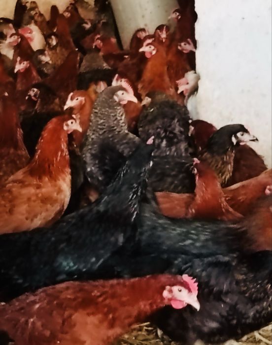 Kury nioski rasy ROSSA