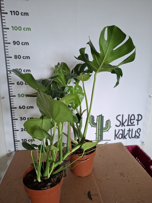 Monstera deliciosa DUŻA, WYSYŁKA