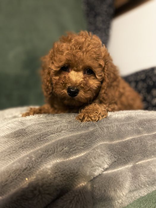 Suczka pudel miniatura