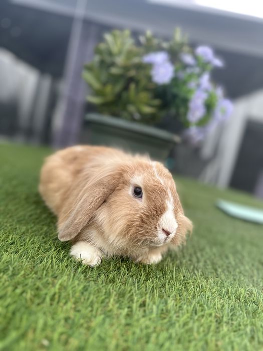 2 coelhos anoes ( meninas )