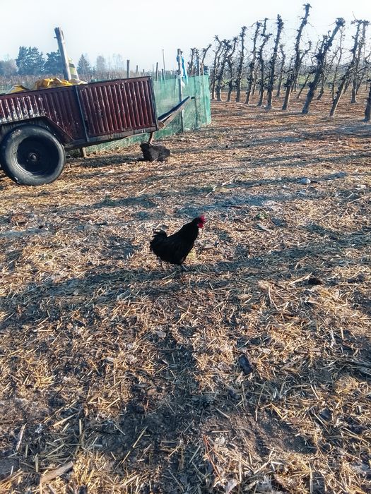 Kogut z 2025r ozdobny