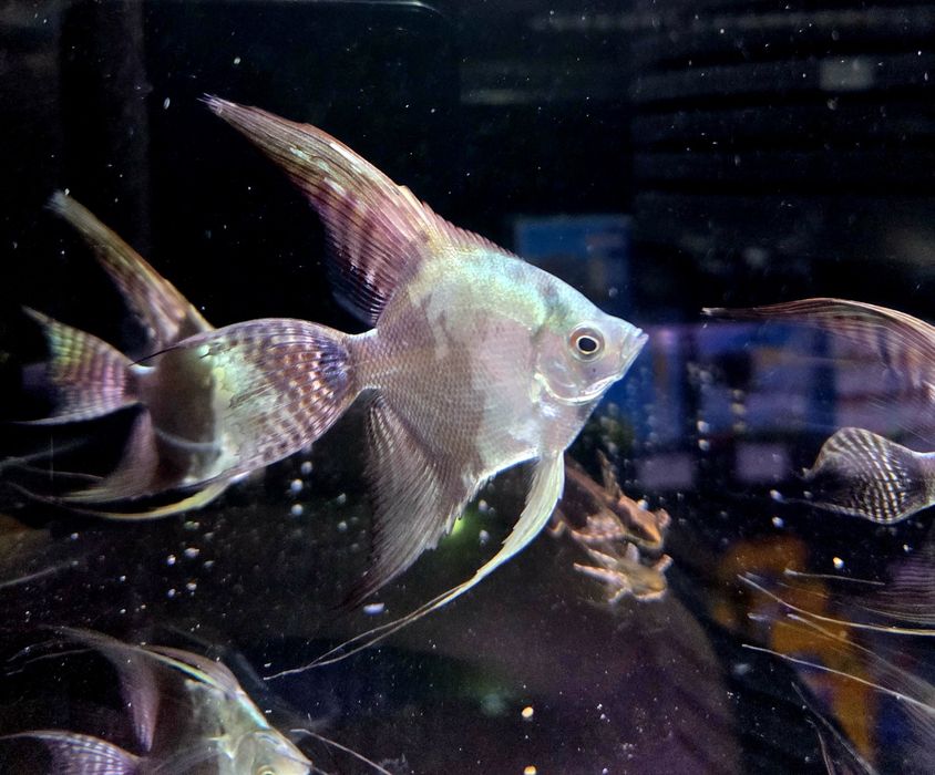 Skalar blue smokey weloniasty