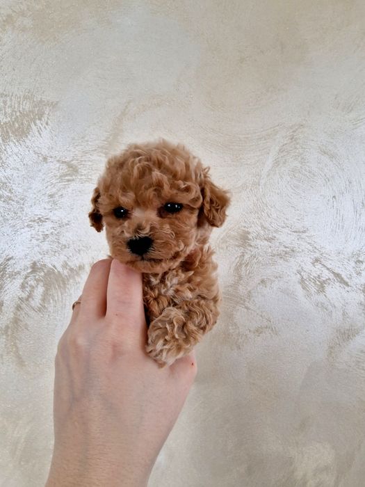 Teacap sunia Layla laleczka pudel  po tatusiu FCI