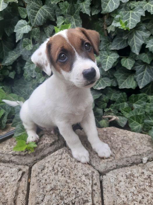 Кому чудесного Рассела ?