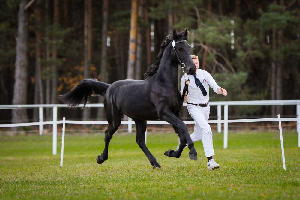 Koń Fryzyjski - pełny holenderski papier