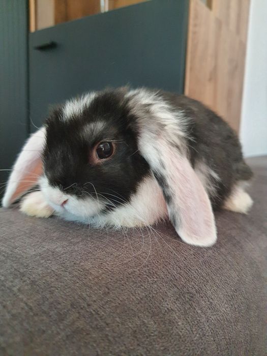 Króliki baranek miniaturka karzełek mini lop. Cena CAŁKOWITA.