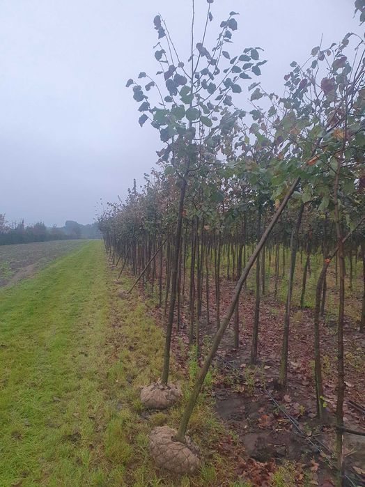 LIPA DROBNOLISTNA Tilia cordata ob. 14 -16 cm kopana maszyną PASZPORT