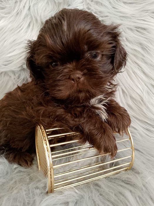 DO ODBIORU czekoladowy piesek rasy Shih-Tzu