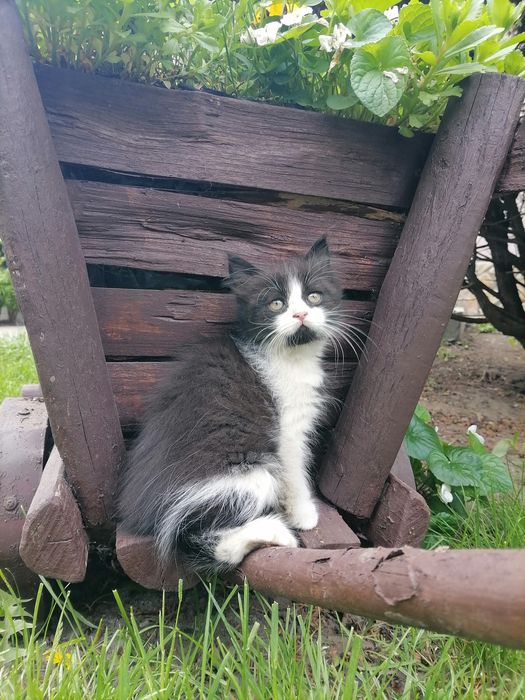 Кошеня в подарунок