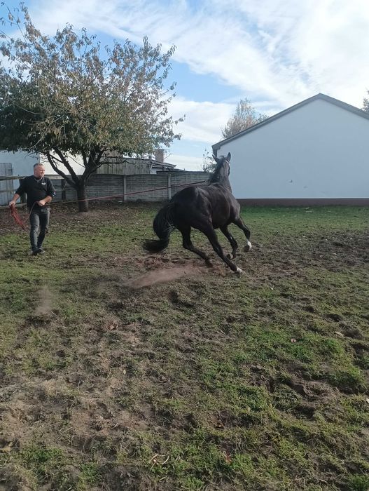 Sprzedam klacz