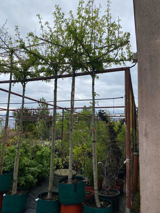 Ambrowiec amerykański Worplesdon Pa240 dach
