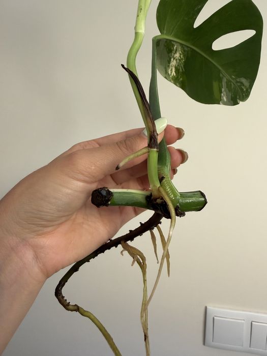 Cutting de Monstera Albo variegata