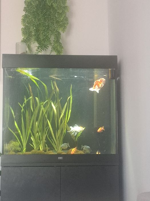 Akwarium juwel 200l zestaw