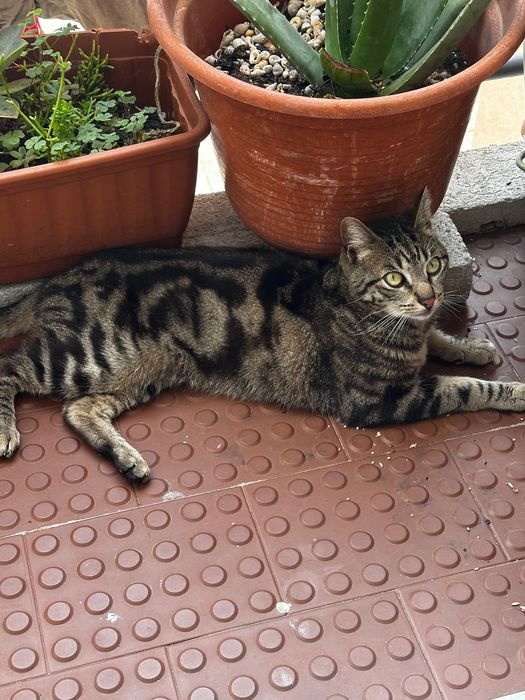 Gatinho de ano e meio para adoção