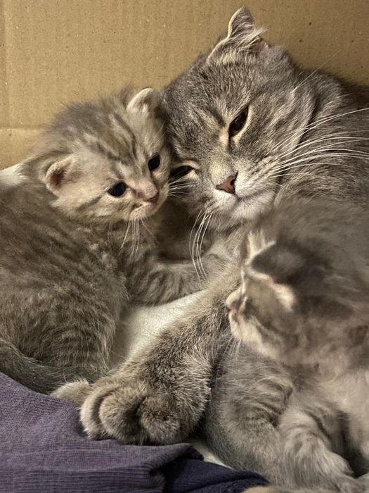 Продаються кошенята