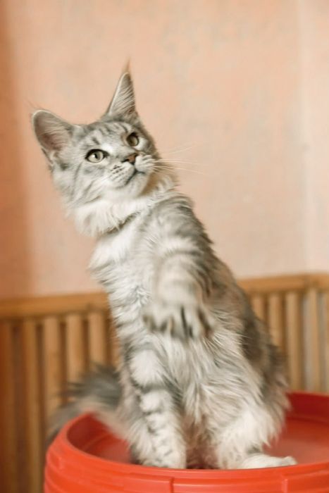 Шикарная серебряная девочка