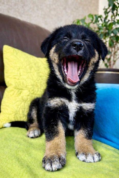 Szczeniak do adopcji - malutki Szalik!