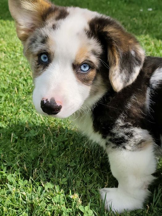 Welsh Corgi Cardigan Marty ( fluffy )