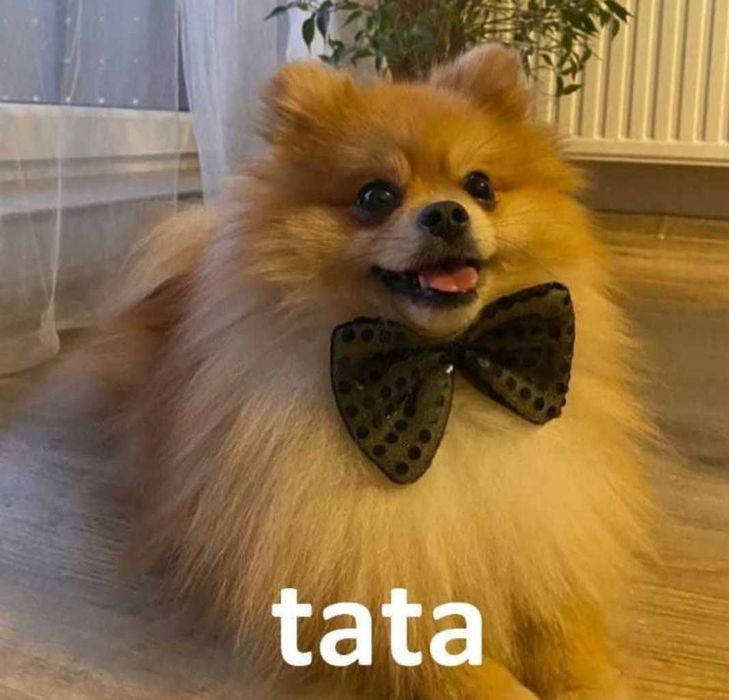 Szpic miniaturowy pomeranian - rodowód, wyprawka, paszport