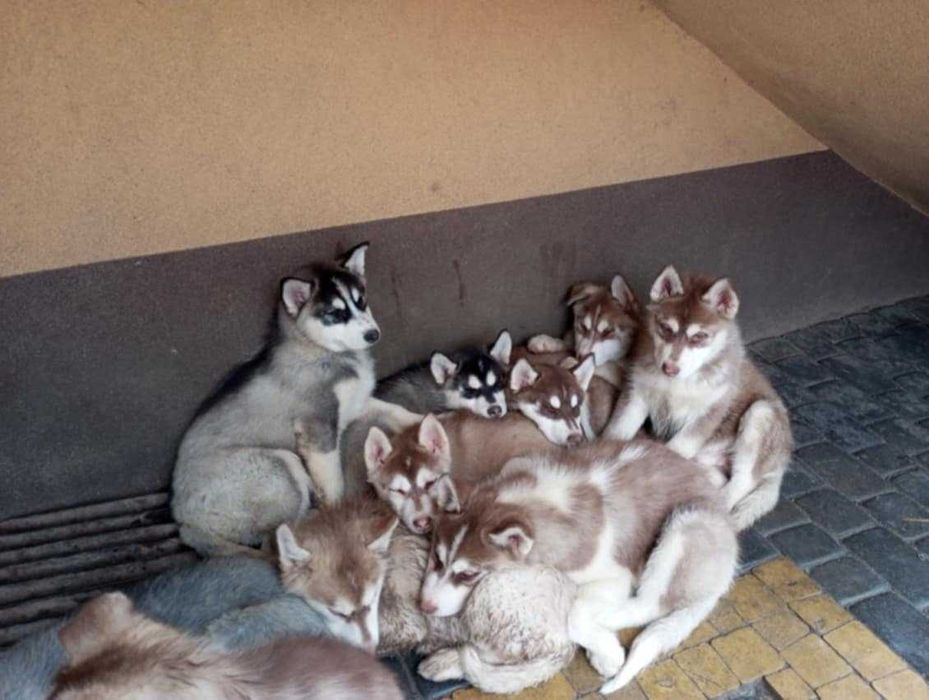 Szczeniak Rasy Syberian Husky z rodowodem.