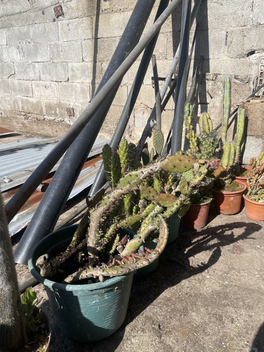 Cactos conjunto varios