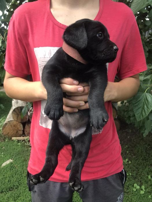 Продам цуценят Чорного Лабрадорв