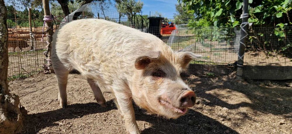 Porcos Kune Kune Juvenis (8 meses) – Para Estimação / Pastoreio
