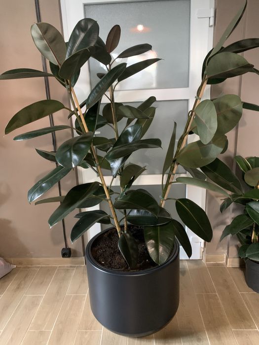 Фікус  ,  Арека. , Стреліція  висота 2 м