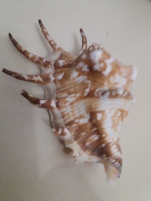 Ракушки для аквариума.