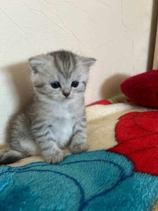 Шотландські кошенята