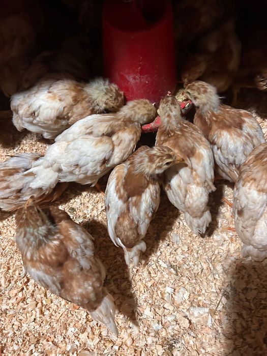 Tenho Poedeira de 3 semana e de 4 semana