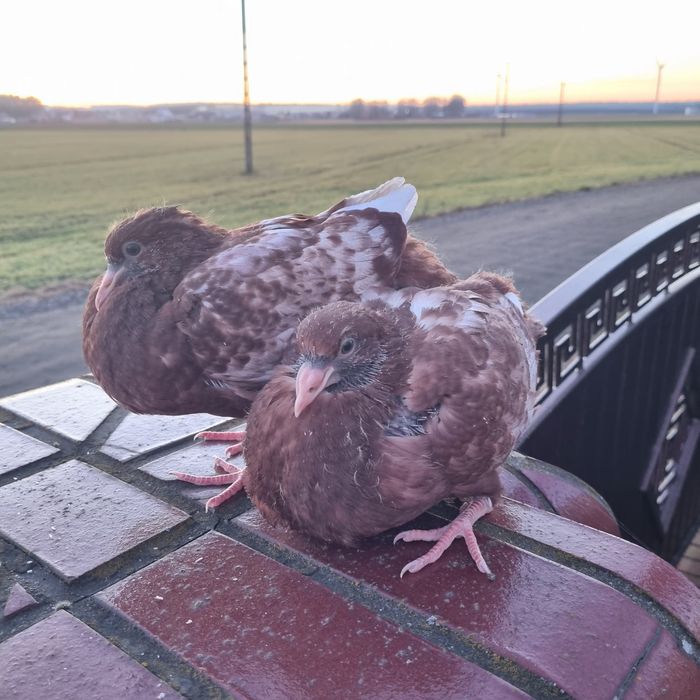 Młode rysie czerwone