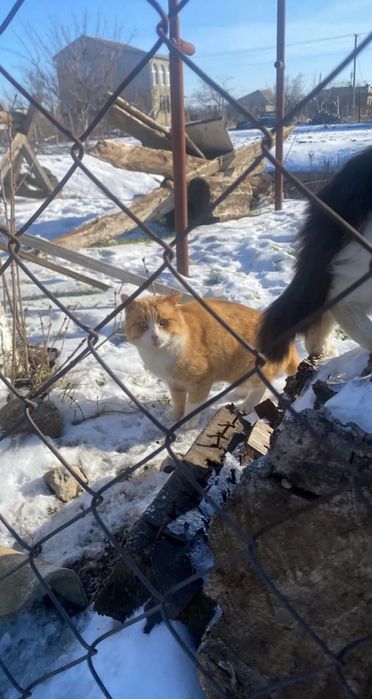 Шикарный ласковый кот 1.5 года