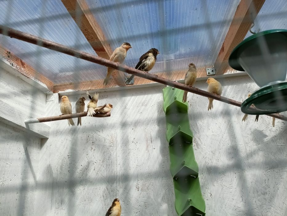 Kanarki samce rok 2026