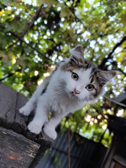 Милые кошечка в хорошие руки