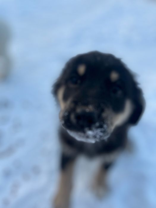 віддаємо собачок