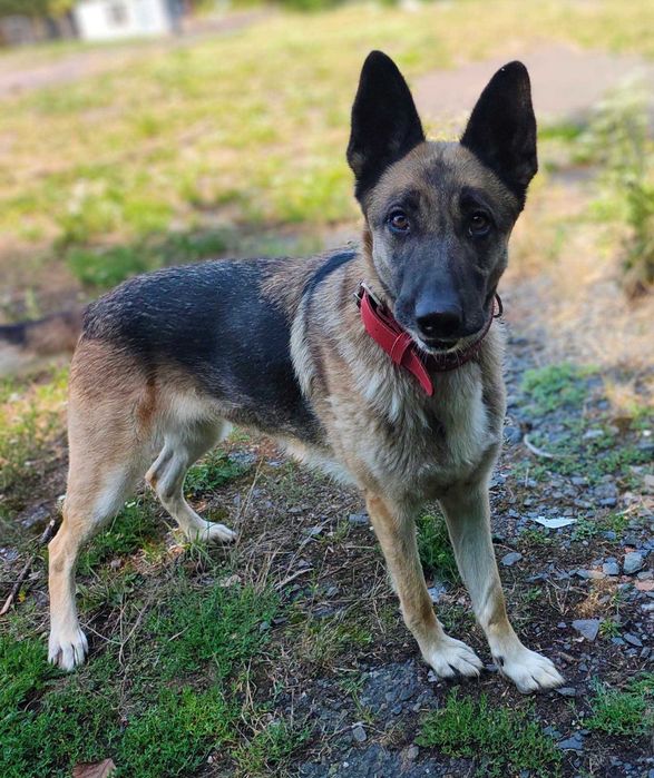 Bella do adopcji