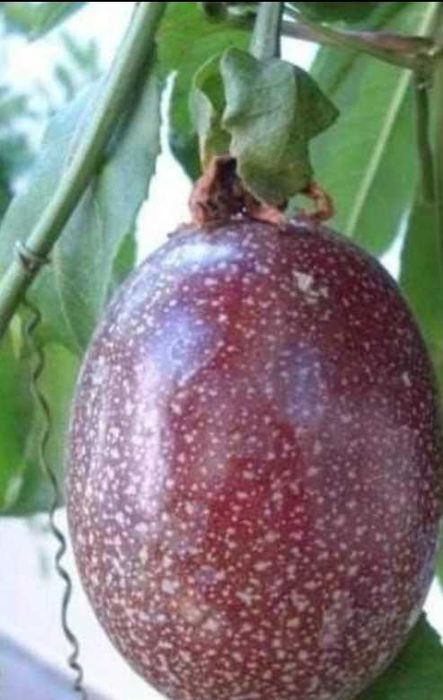 Planta de maracujá diversas variedades